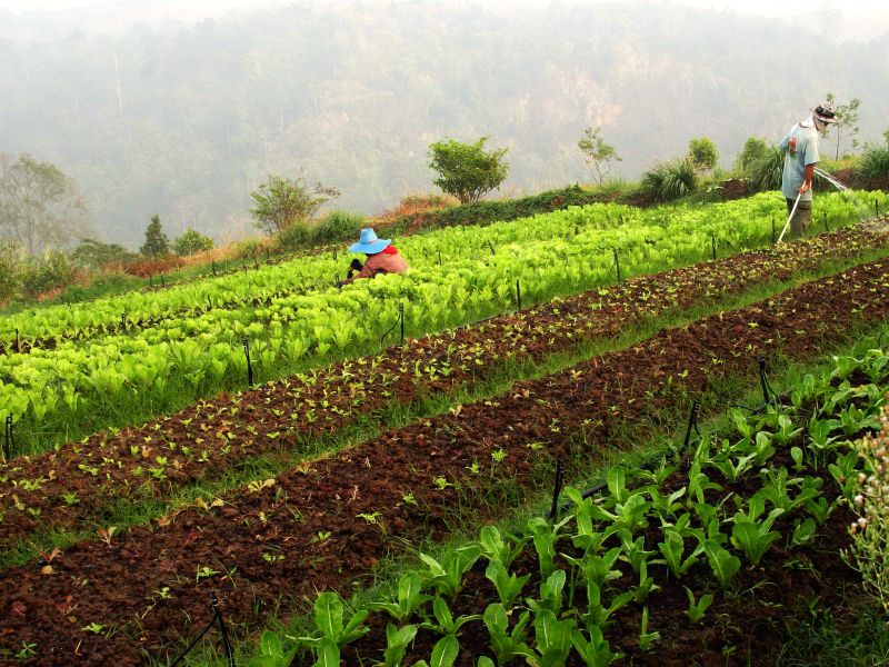 new plot veggies.jpg