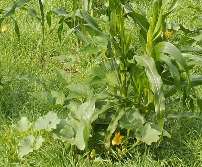 Die Bohne rankt sich jetzt am Mais hoch, es ist eine Reiserbohne, die nicht allzu hoch wird