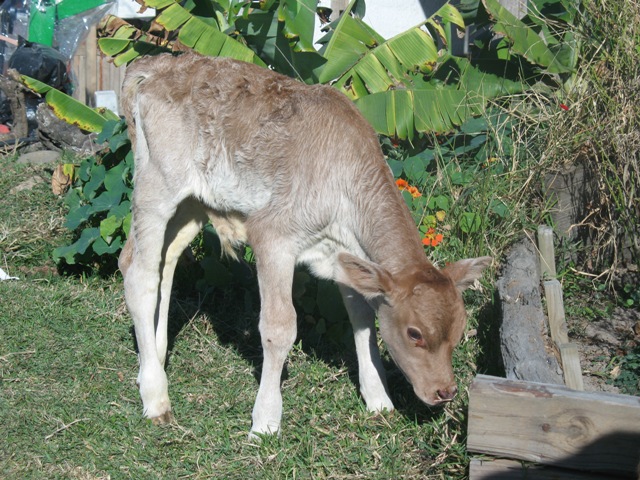 bull calf.JPG