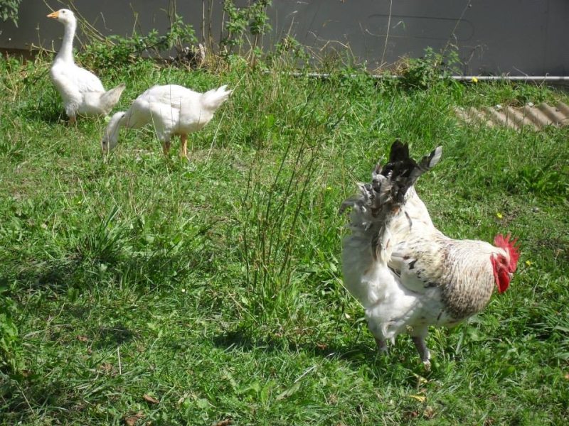 die gänse sind da.jpg
