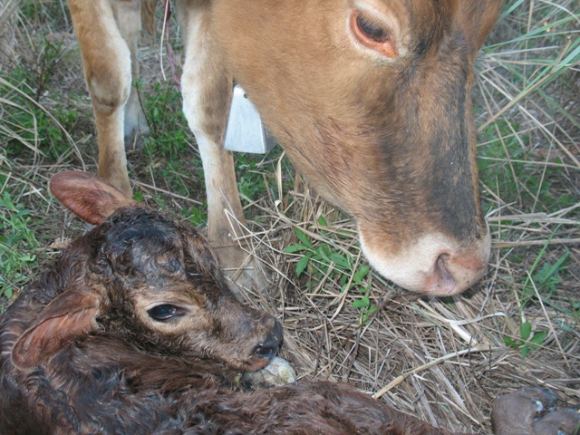 liesel+calf.JPG