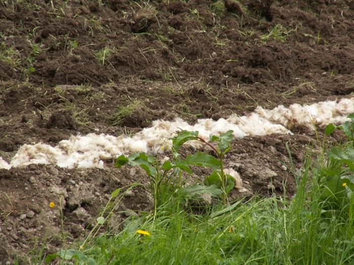 Wolle in die Furche