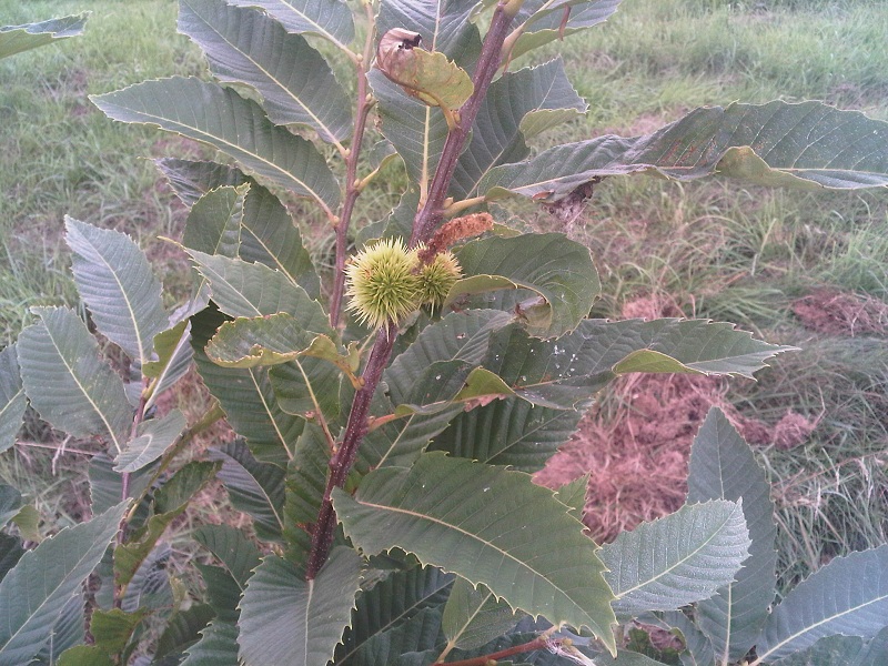 Esskastanie - VK.jpg