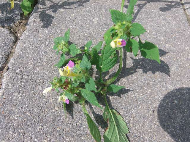 plantus unknownus.JPG