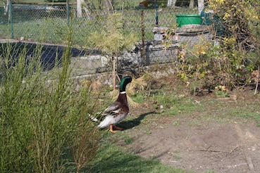 Der Herr ist leider beim ortsansässigen Fuchs gelandet