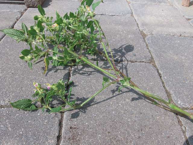 plantus unknownus im ganzen.JPG