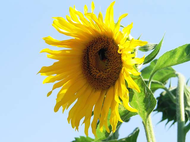 sonnenblume mit hummel.JPG