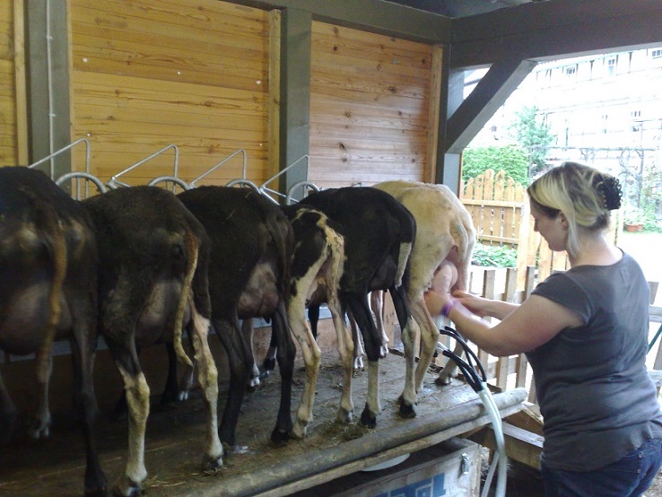 Melkstand, die Tiere stehen recht eng und verhalten sich ruhig