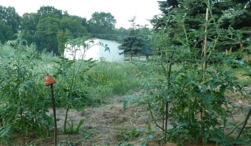 von selbst gewachsene Tomatenpflanzen.JPG
