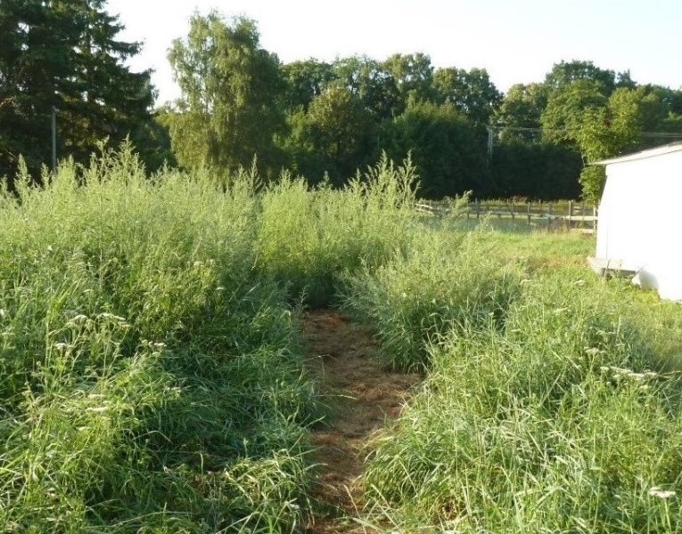 der schlimmste Teil.JPG