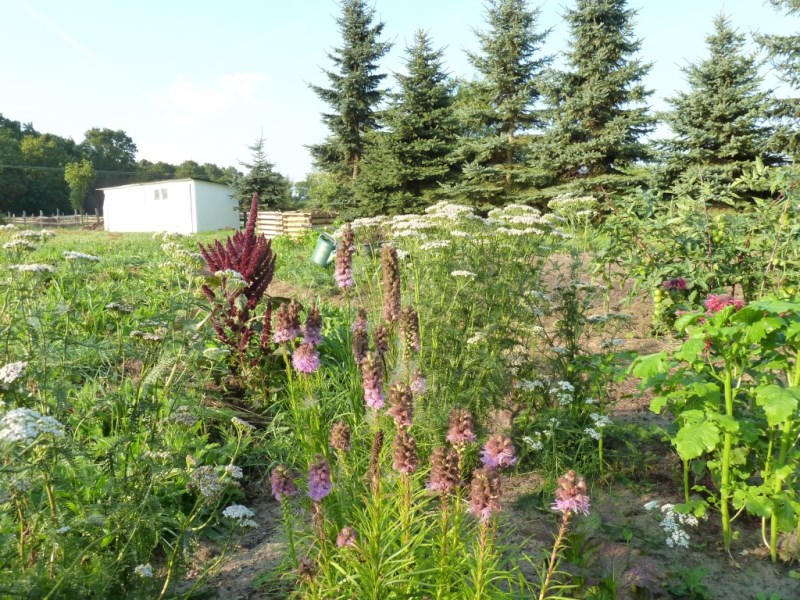 Morgens Ende August.JPG