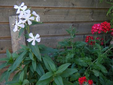 Kopie von Duftblume.JPG