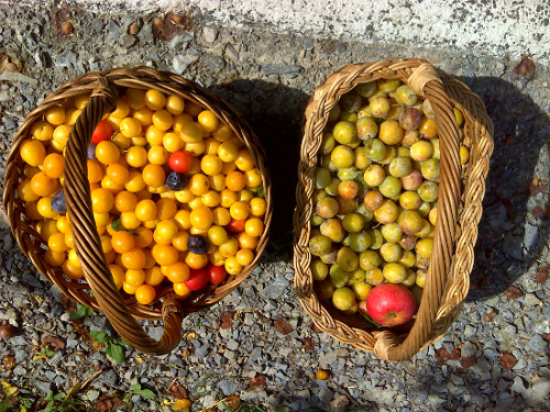 Kirschpflaumen_Pflaumen_rote_und_gelbe_Mirabellen.jpg