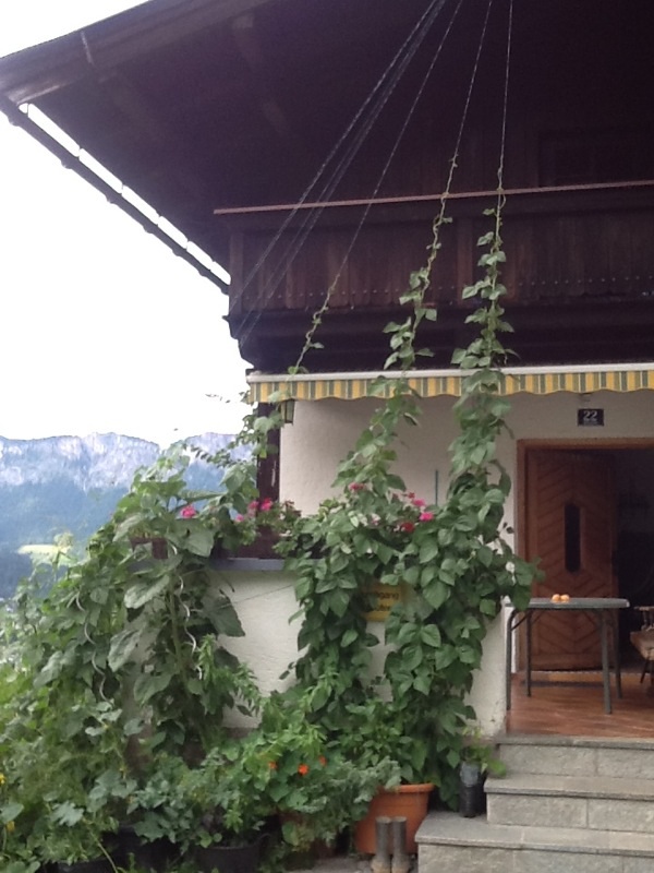 Bohnen am Haus, die mittlerweile das Dach erreicht haben