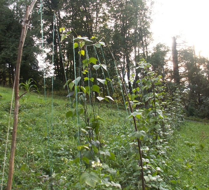Bohnengerüst am freien Feld mit Schnüren