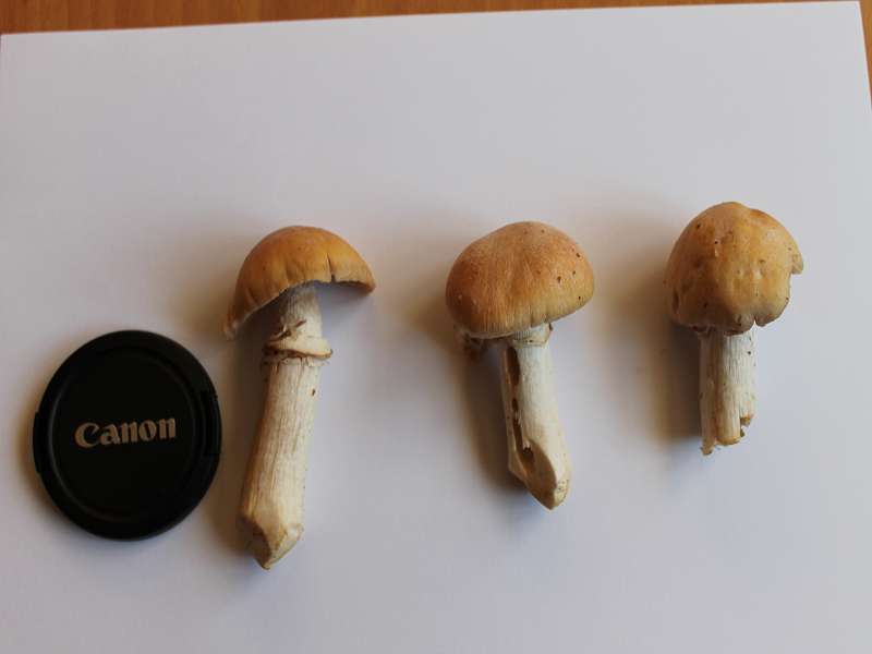 k-Pilz 001.jpg