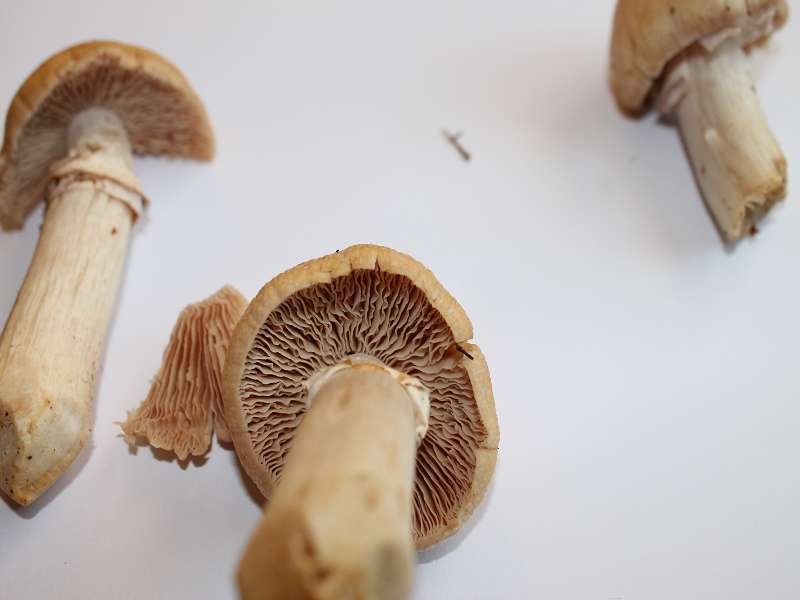 k-Pilz 003.jpg