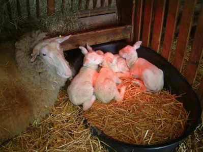 Vierlinge, von www.Milchschafe-online.de