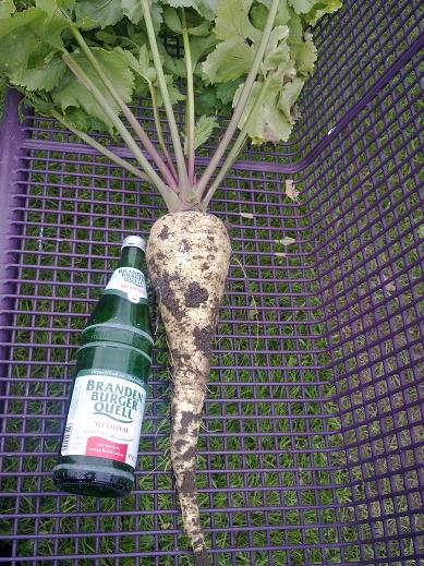 pastinake.JPG