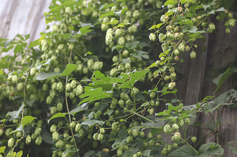 Hopfen 2.jpg