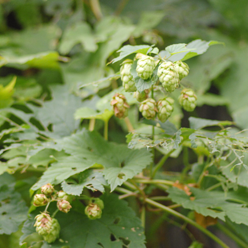 Hopfen 1.jpg