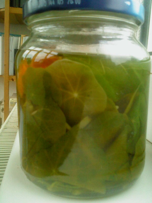 Kapuzinerkressetinktur 2013 in spe