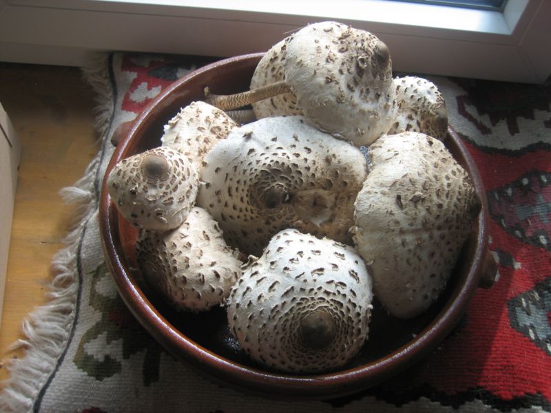 parasole.jpg