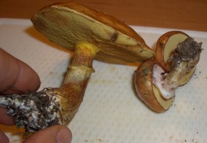 Goldröhrling.jpg
