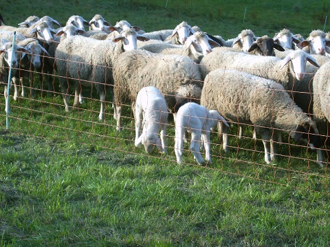 schafe2.jpg