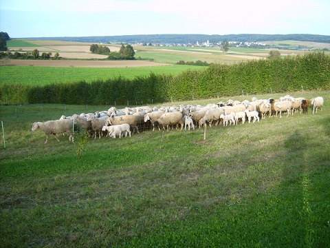 schafe3.jpg