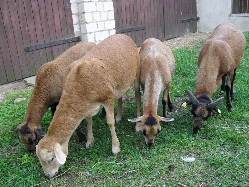der bock und seine zippen