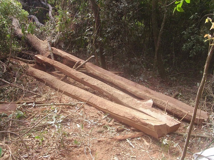 So ziehen wir das geschnittene Bauholz aus dem Wald