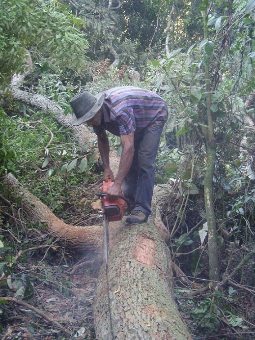 Der gefällte Baum wird mit der Kettensäge bearbeitet