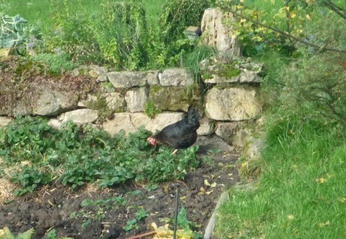 Getrude im Erdbeerbeet