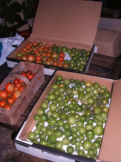 k-tomaten2.jpg