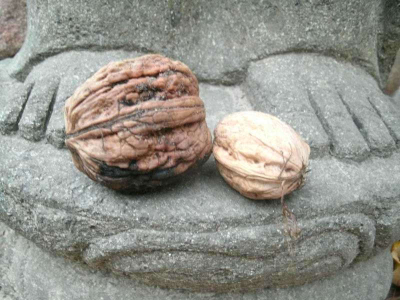 ernte3.jpg