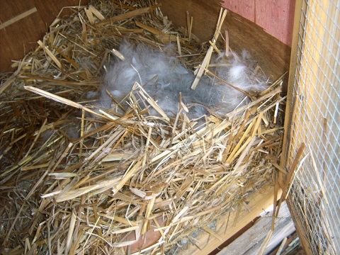 nest26102013.jpg