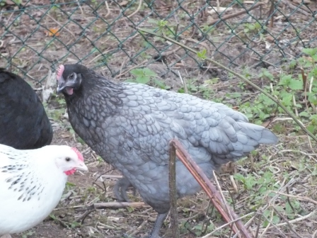 poules 005.JPG