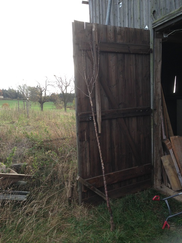 Apfelbaum komplett1-vk.jpg