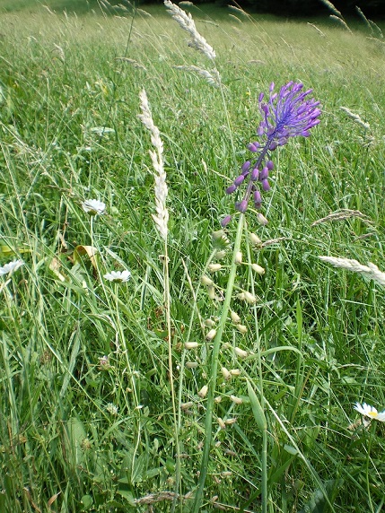 IMGP0790.jpg