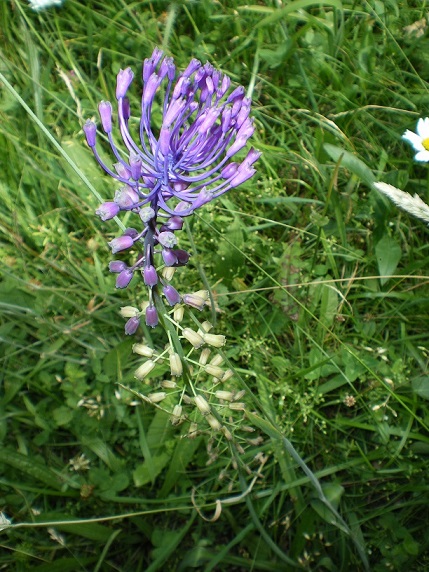 IMGP0789.jpg