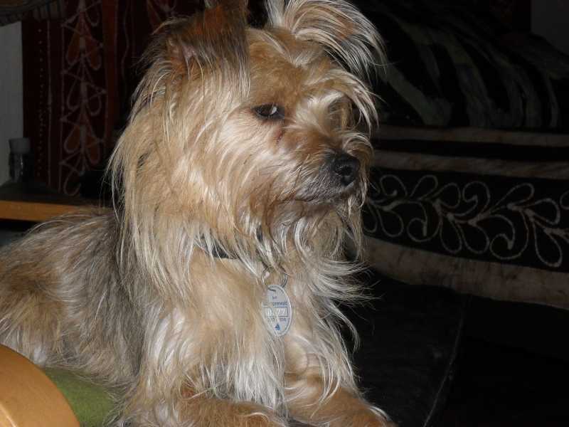 die unterspreewälder fußhupe ganz auge...