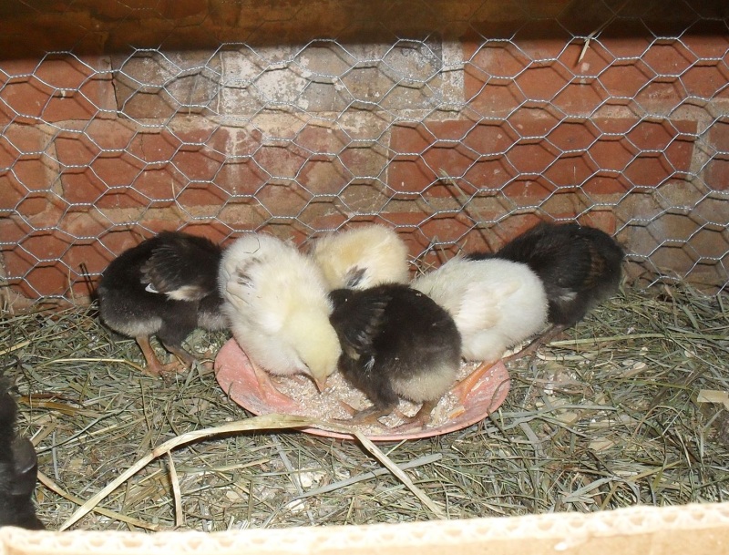 raubtierchenfütterung