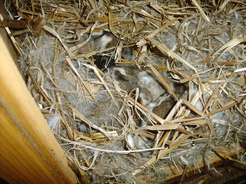 nest3.jpg