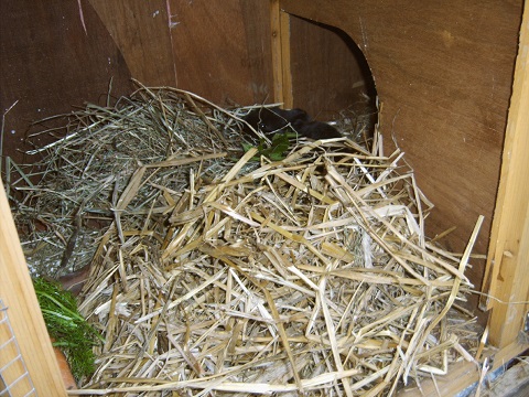 nest4.jpg