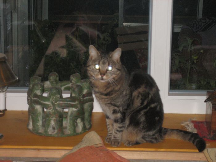 Winterkatzen 001.jpg