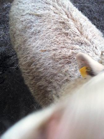 rauhreif auf dem rücken