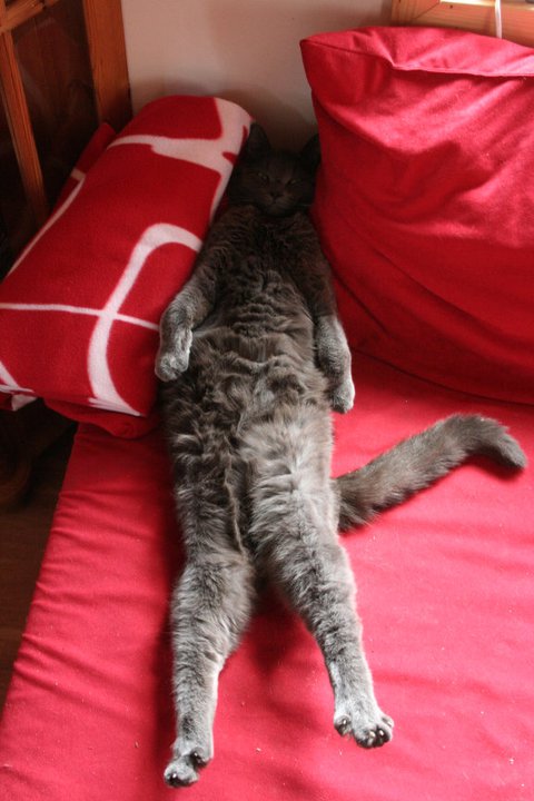 Tommy macht es sich bequem.