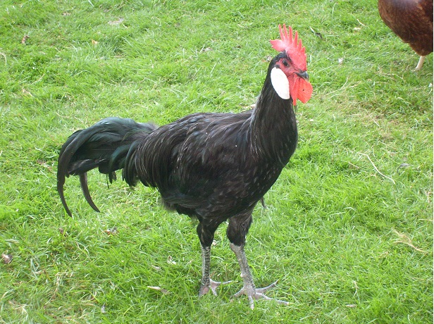 Ein Junghahn mit ca 6 Monaten