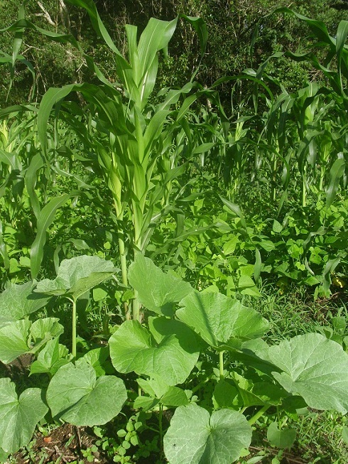 Drei Schwestern haben wir auch...